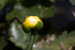 Yellow pond-lily